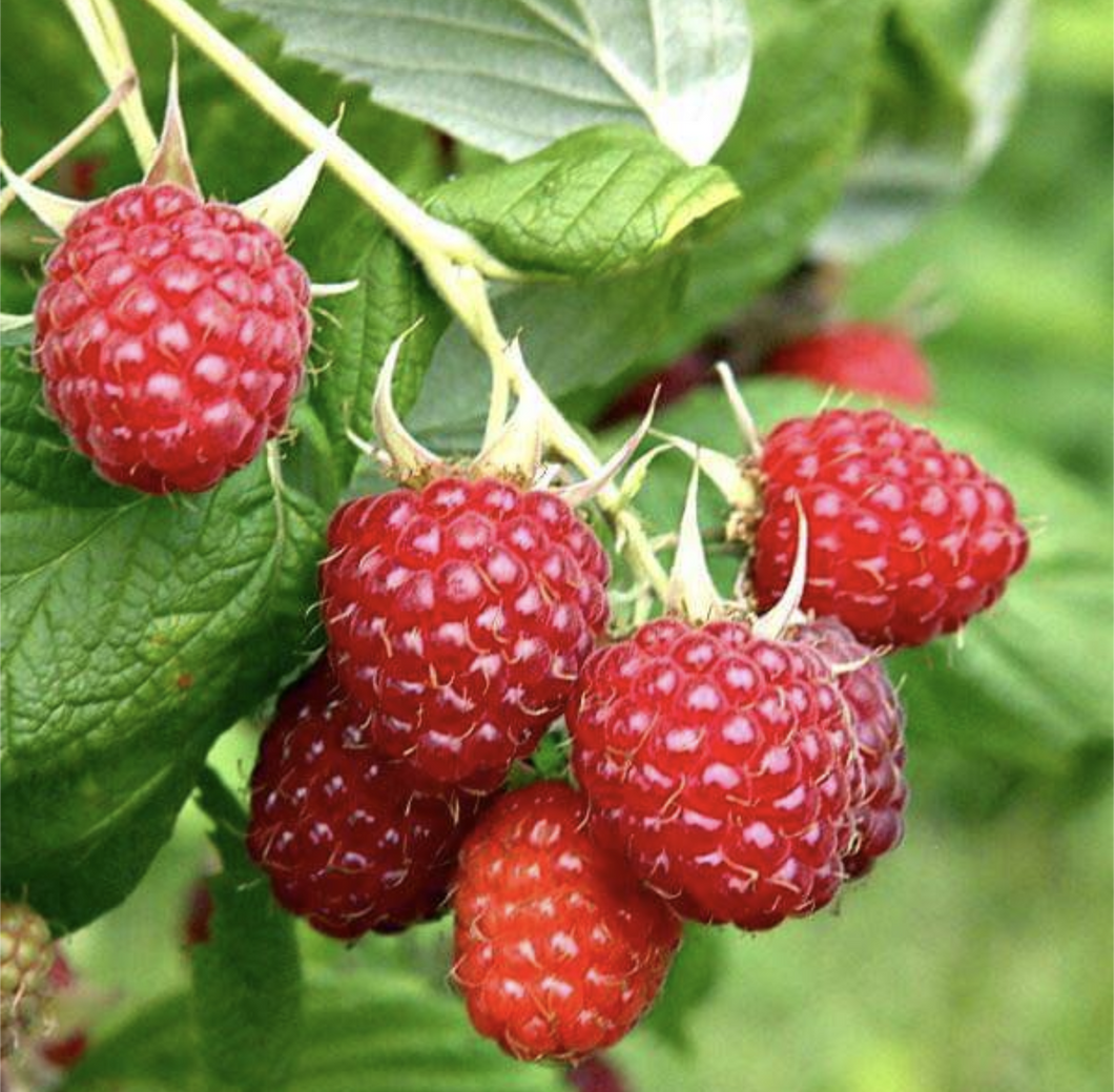 'Rubus' Souris Raspberry (Improved Selection Of Boyne)
