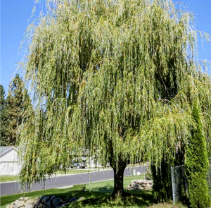 'Salix' Prairie Cascade Weeping Willow Tree