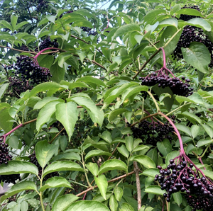 'Sambucus' Adams Elderberry