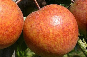 'Pyrus' Maxie® Euro-Asian Hybrid Pear Tree
