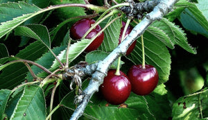 'Prunus' Wild Sweet Cherry Tree