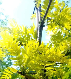 'Gleditsia' Sunburst Honeylocust Tree