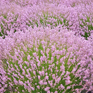 'Lavandula' Rosea (Pink) Lavender