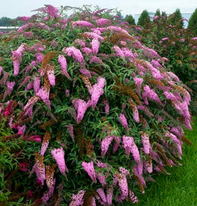 'Buddleia' Pink Cascade Butterfly Bush
