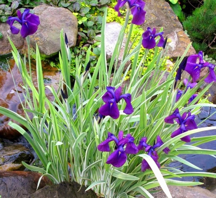 'Iris' Variegata