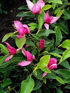 'Magnolia' Pink Pyramid® Reblooming