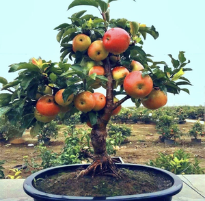 'Malus' Super Dwarf Fuji Apple Tree