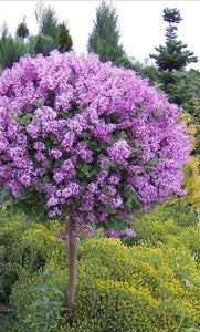 'Syringa' Flowerfesta Purple Reblooming Lilac Tree