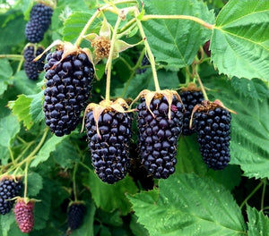 'Rubus' Columbia Star Thornless Blackberry