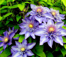 Load image into Gallery viewer, &#39;Clematis&#39; Multi Blue
