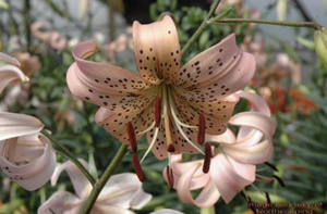 'Lilium' Pink Tiger Lily