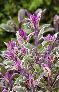 'Salvia' Tri-Color Culinary Sage