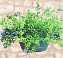 Load image into Gallery viewer, &#39;Vaccinium&#39; Sapphire Cascade Hanging Basket Everbearing Blueberry (8-10&quot; Hanging Basket)
