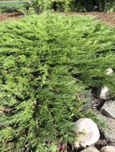 Load image into Gallery viewer, &#39;Juniperus&#39; Calgary Carpet Juniper
