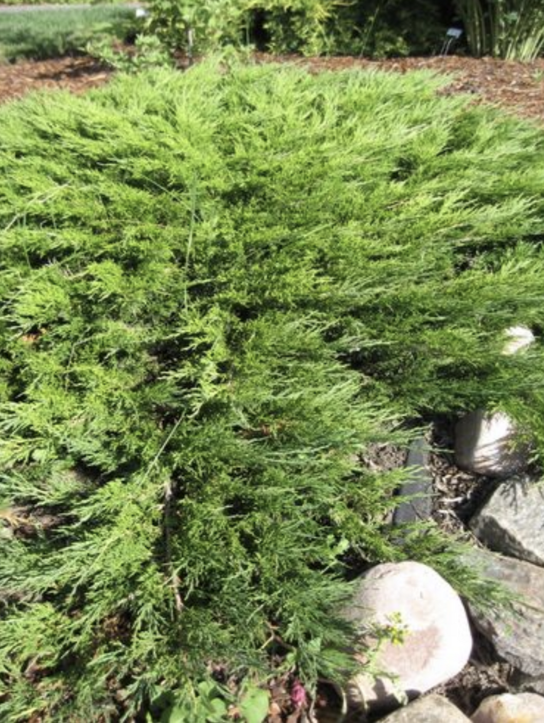 'Juniperus' Calgary Carpet Juniper