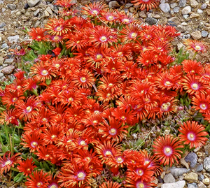 'Delosperma' Red Mountain® Flame Ice Plant