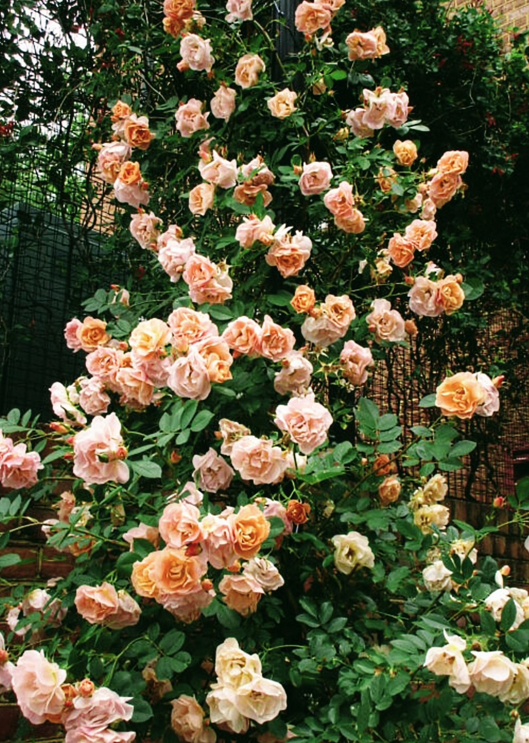 'Rosa' Above And Beyond™ Climbing Rose