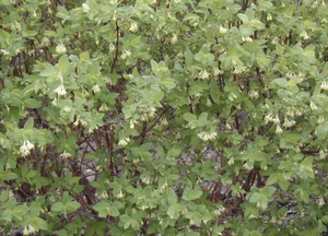 'Lonicera' Polar Jewel Honeyberry (Haskap)