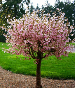 'Prunus' Little Twist® Fuji Dwarf Flowering Cherry Tree