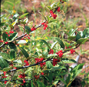 'Shepherdia' Russet Buffaloberry