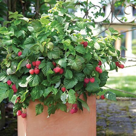 'Rubus' Shortcake® Bushel and Berry® Thornless Raspberry