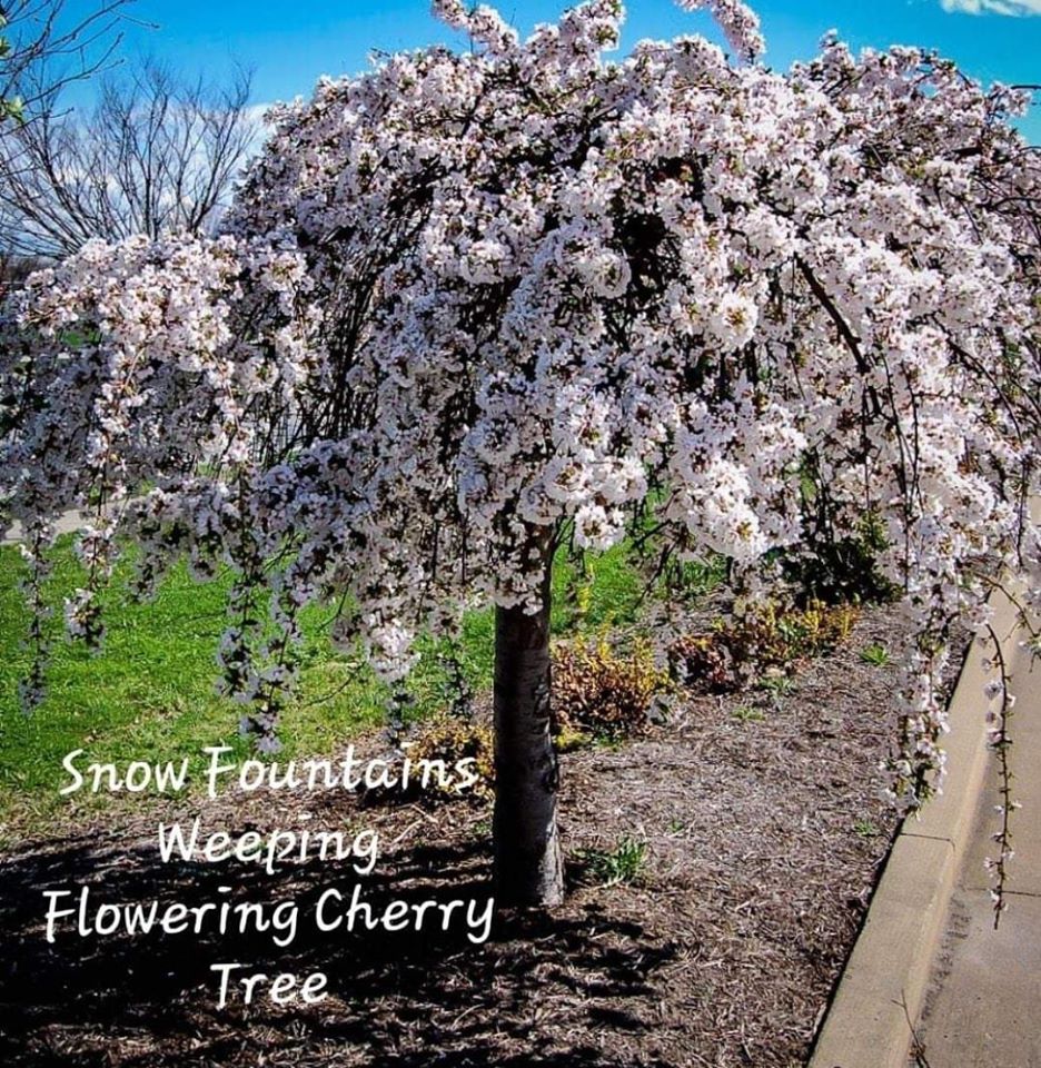 'Prunus' Snow Fountain® Weeping Flowering Cherry Tree