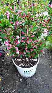 'Weigela' Sonic Bloom® Pure Pink Weigela