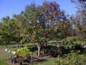 'Sorbus' American Mountain Ash Tree