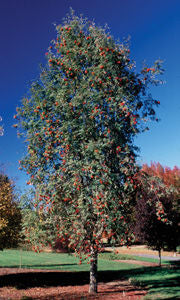 'Sorbus' Black Hawk Mountain Ash Tree