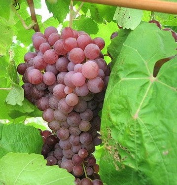 'Vitis' Suffolk Red Seedless Grape