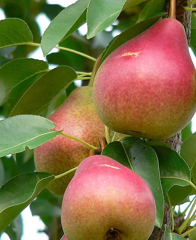 'Pyrus' Summercrisp Pear Tree