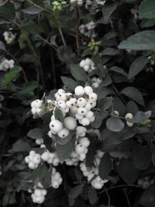 'Symphoricarpos' White Snowberry