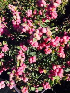 'Symphoricarpos' Marleen Pink Snowberry