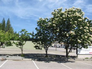 'Syringa' Japanese Tree Lilac