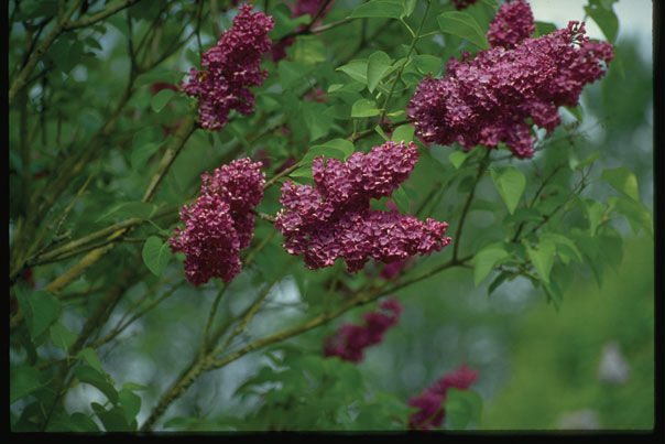 'Syringa' Agincourt Beauty French Lilac