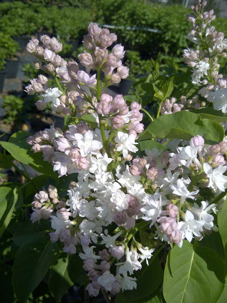 'Syringa' Beauty of Moscow French Lilac