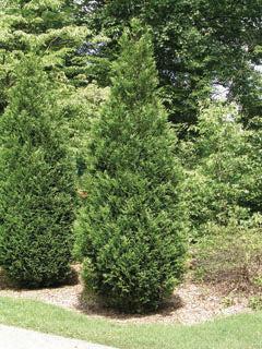 'Thuja' Green Giant Cedar