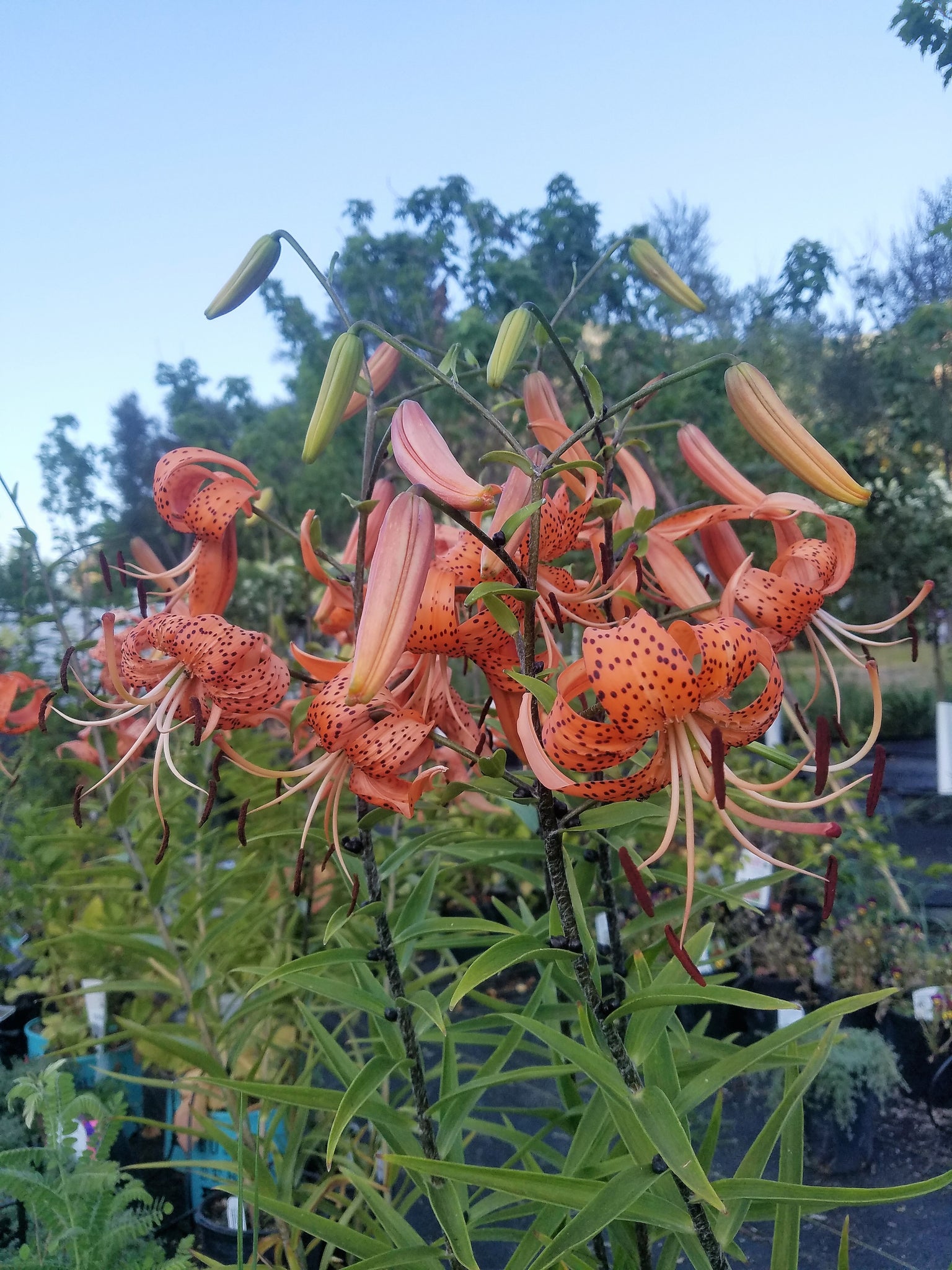 Buy Splendens Orange Tiger Lily Plants, Free Shipping