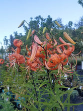 Load image into Gallery viewer, &#39;Lilium&#39; Tiger Lily

