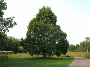 'Tilia' Redmond Linden Tree