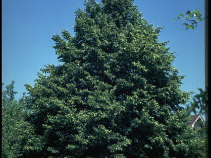 'Tilia' Greenspire Linden Tree
