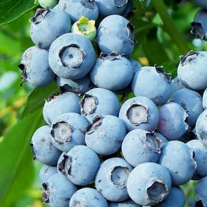 'Vaccinium' Toro Blueberry