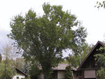 'Ulmus' American Elm Tree