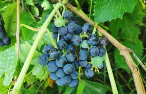 'Vitis' Valiant Grape