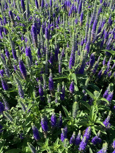 'Veronica' Royal Candles Speedwell