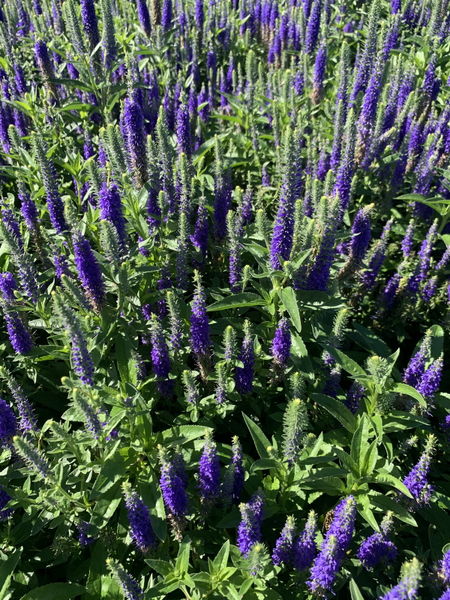 'Veronica' Royal Candles Speedwell
