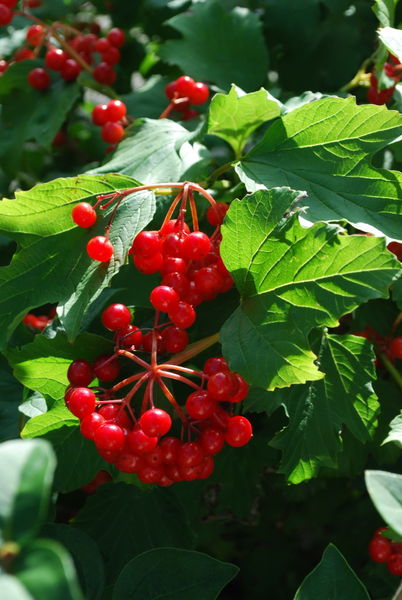 'Viburnum' American Highbush Cranberry