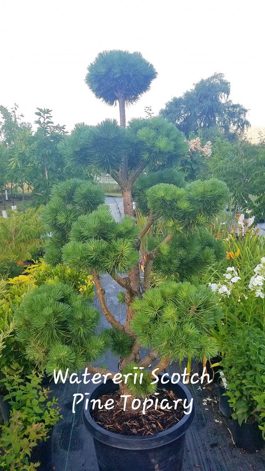 'Pinus' Water's Scotch Pine Topiary