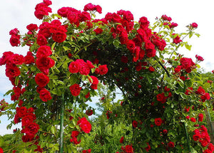 'Rosa' Ramblin' Red® Climbing Rose