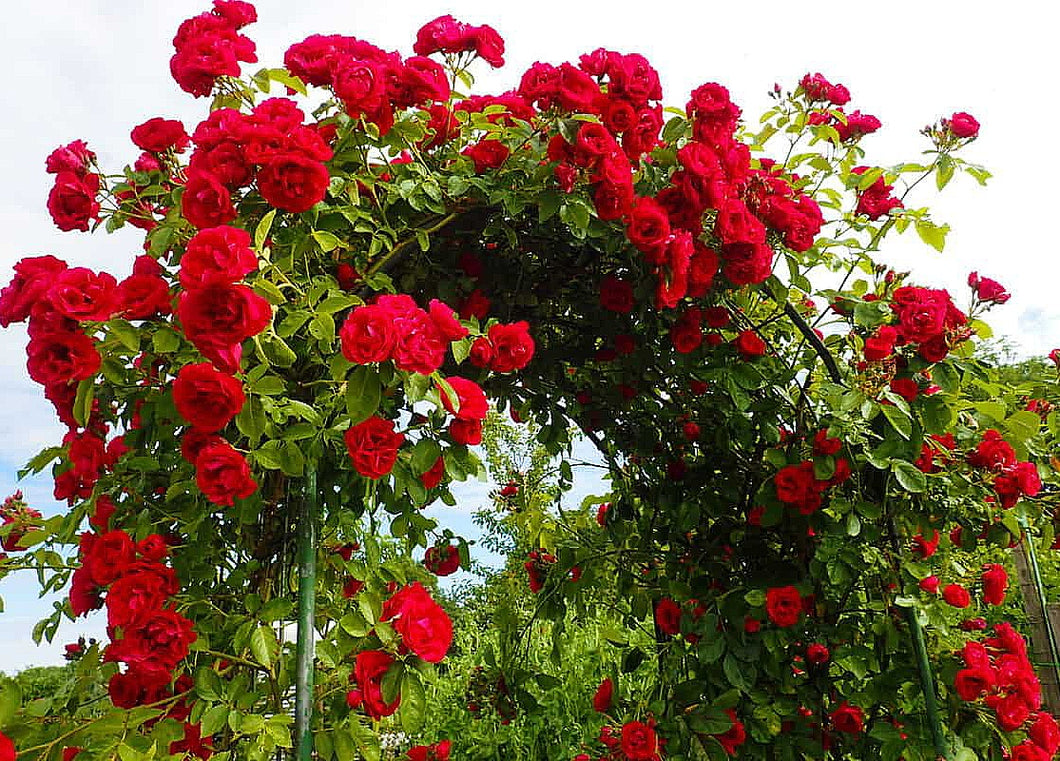 'Rosa' Ramblin' Red® Climbing Rose